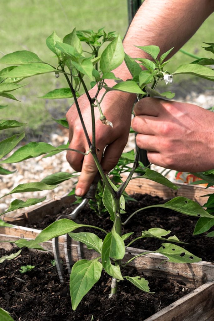 gardener, labor work, plating a pepper, digging fork, hard work, gardening hobby, pepper plant, chilli, chilli plant, grow your own, spring work, planting, being a gardener, relaxing hobby, eat natural, emotion, satisfaction, pepper plant, pepper plant, pepper plant, pepper plant, pepper plant, satisfaction
